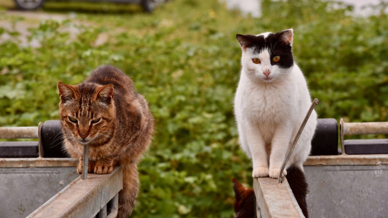 Katzen auf Mülltonnen in Panormos