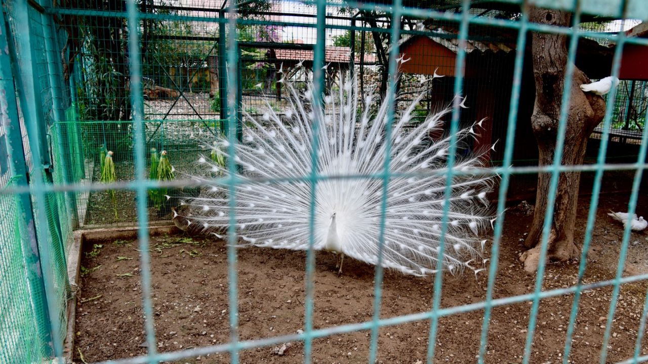Weißer Pfau im Stadtpark Chania